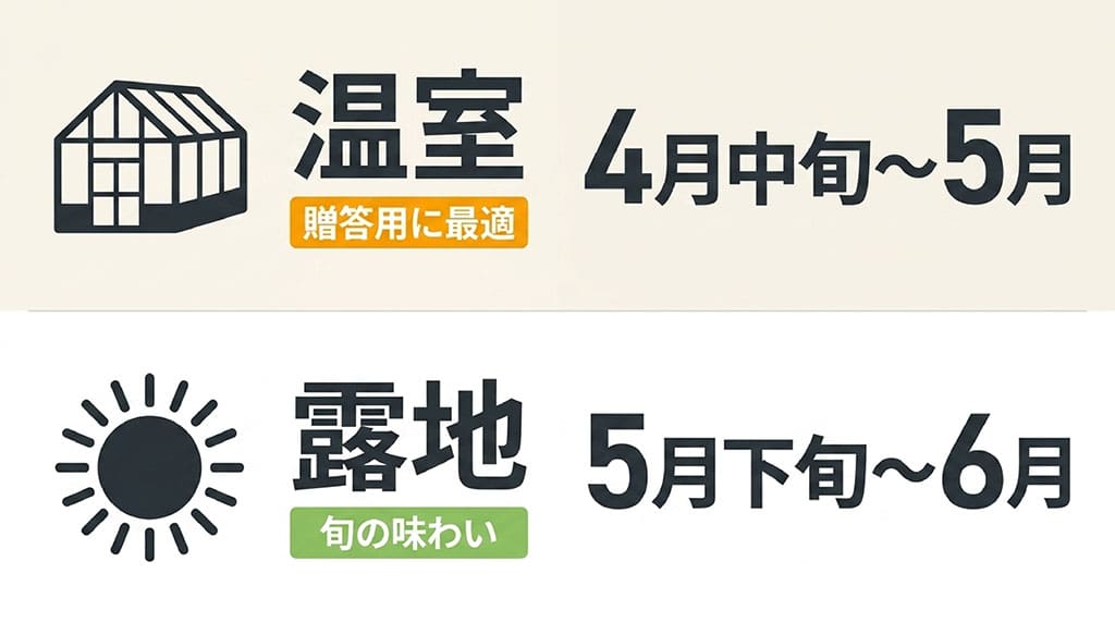 房州びわの温室栽培は4月中旬から5月、露地栽培は5月下旬から6月が旬であることを示した画像
