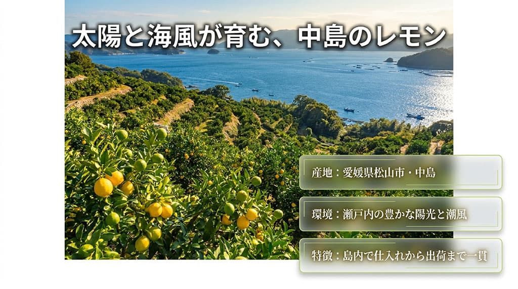 瀬戸内海を望む愛媛県松山市中島の柑橘畑と、産地、温暖な気候、島内一貫出荷の特徴を示した画像