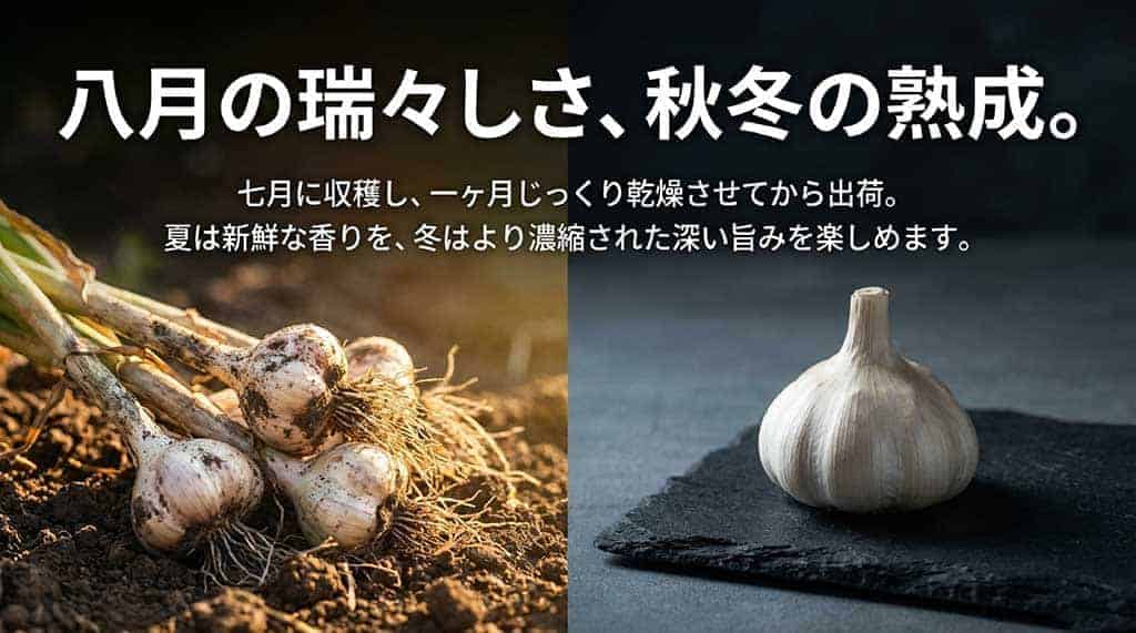 7月に収穫し1ヶ月乾燥。夏は新鮮な香り、冬は濃縮された深い旨みを楽しめる
