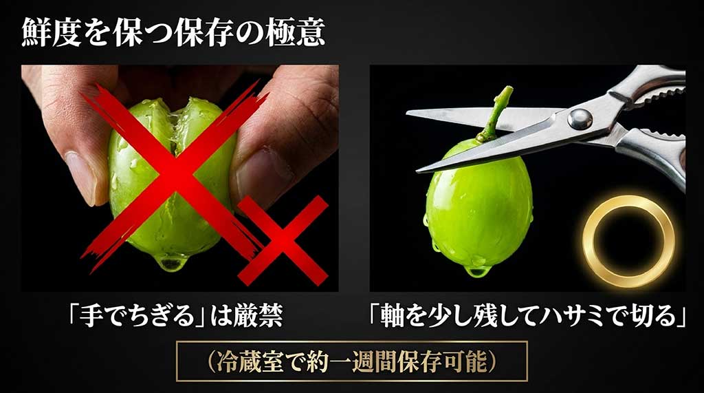 晴王の手ちぎりNGと軸を少し残してハサミで切る正しい保存手順の解説画像