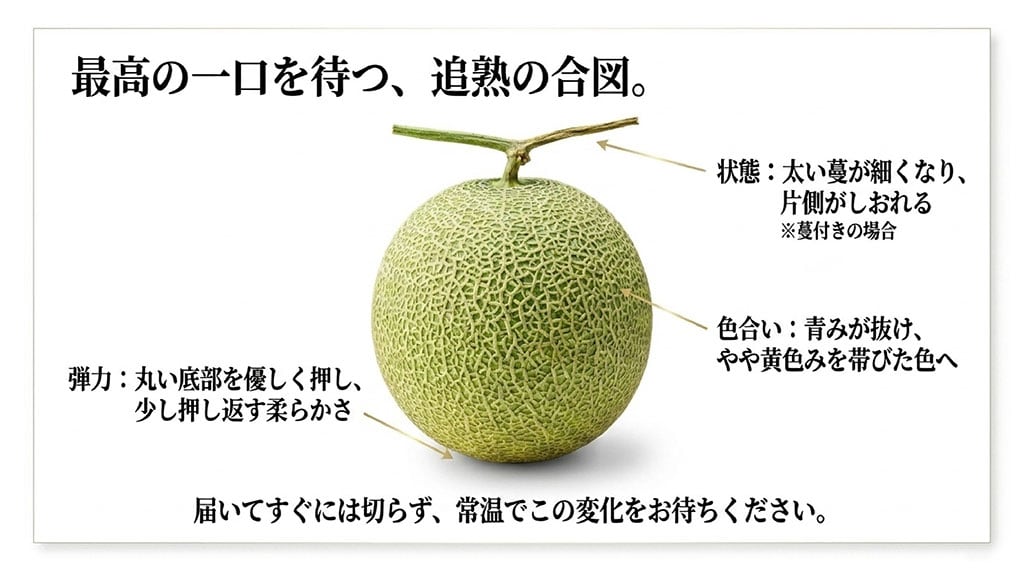 ツルのしおれ、果皮の色、底の弾力からイバラキングの食べ頃を見分ける方法を示した図