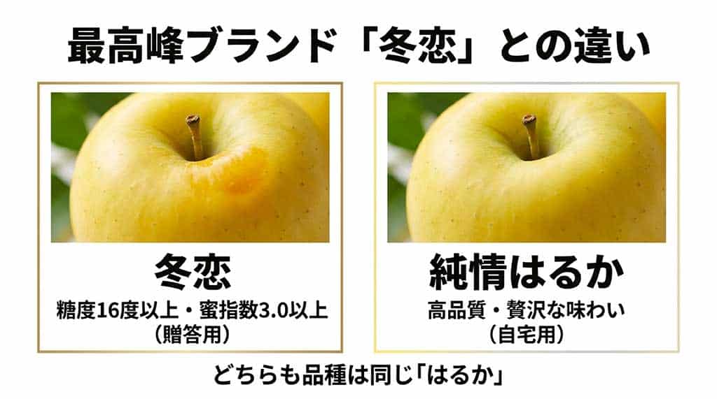 品種は同じ「はるか」でも、贈答用の冬恋(糖度16度以上・蜜入り3.0以上)と、家庭用でも高品質な純情はるかの違いを解説した図