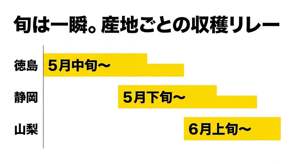 徳島は5月中旬、静岡は5月下旬、山梨は6月上旬から始まる甘々娘の産地別収穫時期