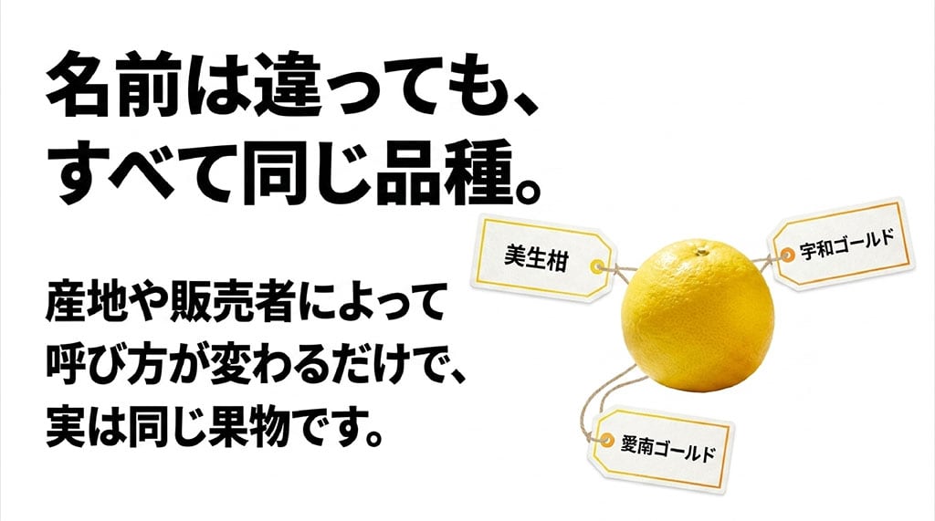 美生柑、宇和ゴールド、愛南ゴールド。名前は違っても、すべて同じ品種。産地や販売者によって呼び方が変わるだけで、実は同じ果物です