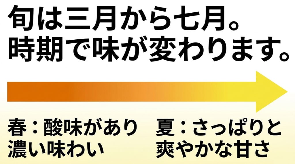 旬は3月から7月。時期で味が変わります。春は酸味があり濃い味わい、夏はさっぱりと爽やかな甘さ