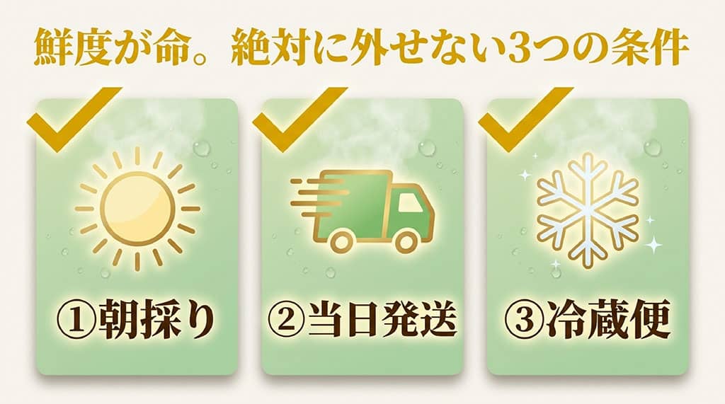 恵味ゴールド通販で確認したい朝採り・当日発送・冷蔵便の3つの鮮度条件を示したチェック図