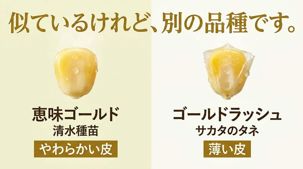 恵味ゴールドとゴールドラッシュは別品種で、種苗会社や粒皮の特徴が異なることを比較した図