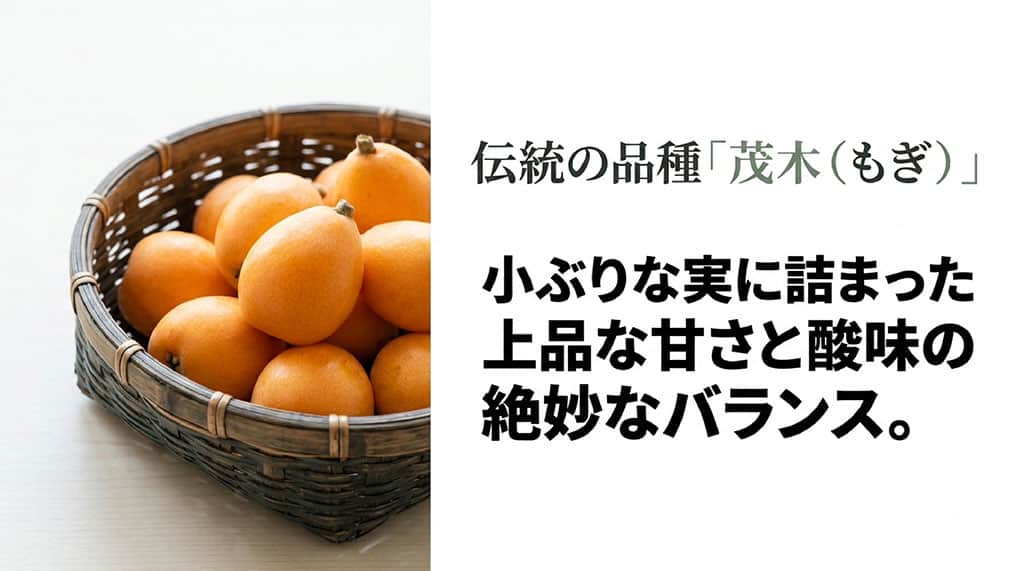 かごに盛られた茂木びわと、小ぶりな実に詰まった上品な甘さと酸味の特徴