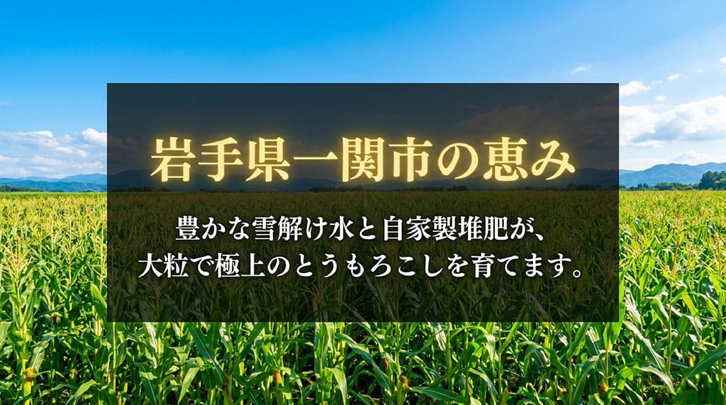 岩手県一関市の雪解け水と自家製堆肥で育てられる菜の花コーンの特徴