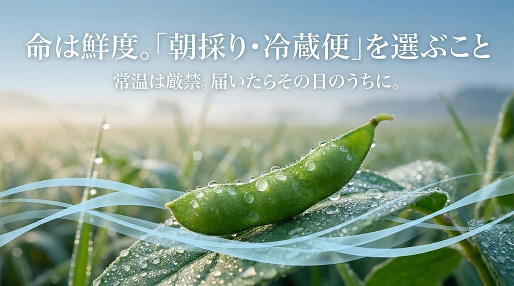 朝露の付いたぴかり茶豆と、朝採り・冷蔵便・到着日に調理する鮮度管理のポイント