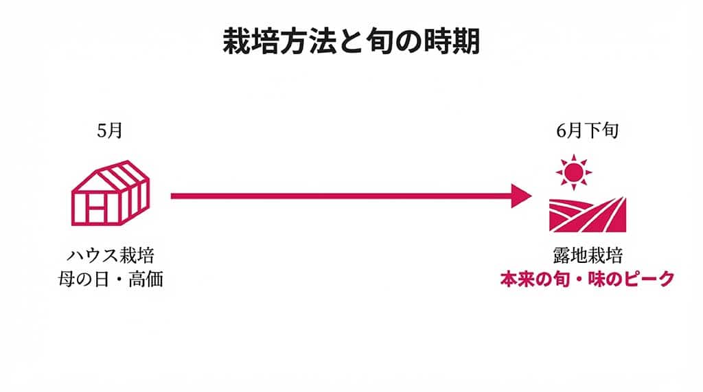 5月のハウス栽培と6月下旬の露地栽培(本来の旬)の時期と特徴