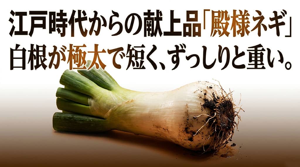 白根が太く短い下仁田ネギと江戸時代から殿様ネギと呼ばれる由来を紹介する画像