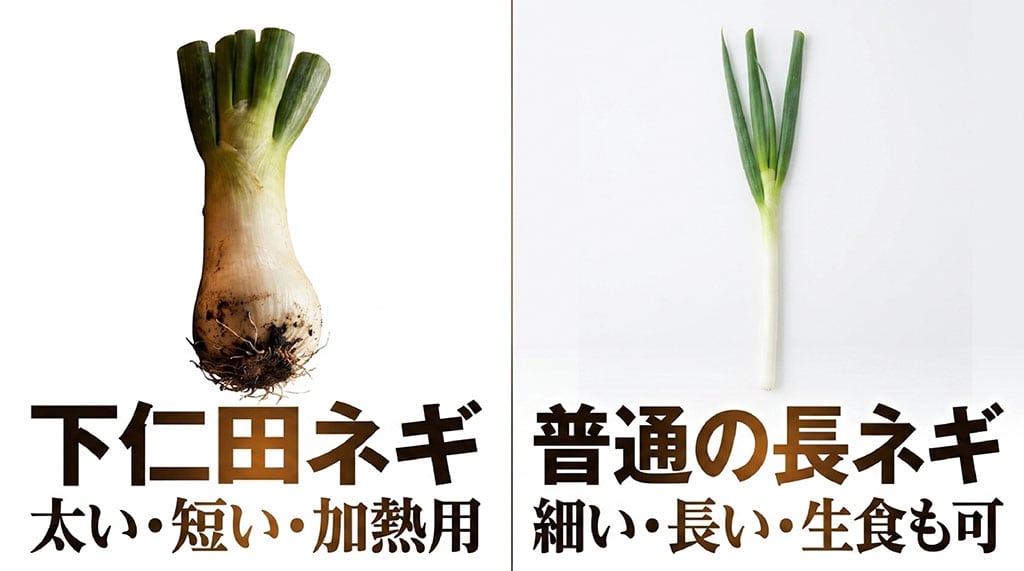 太く短く加熱調理に向く下仁田ネギと細く長く生食にも使える普通の長ネギの比較