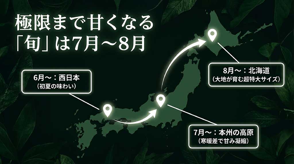 6月の西日本から7月の本州高原、8月の北海道まで続く雪の妖精の旬の時期と産地を表した画像