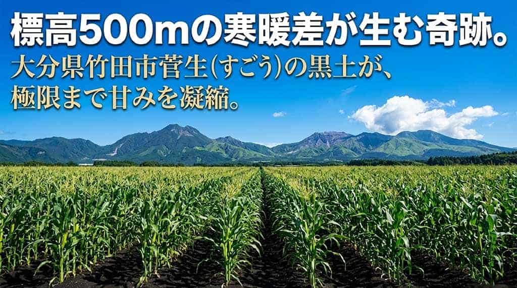 標高500mの寒暖差と大分県竹田市菅生の黒土が甘みを凝縮させる栽培の秘密を解説する画像