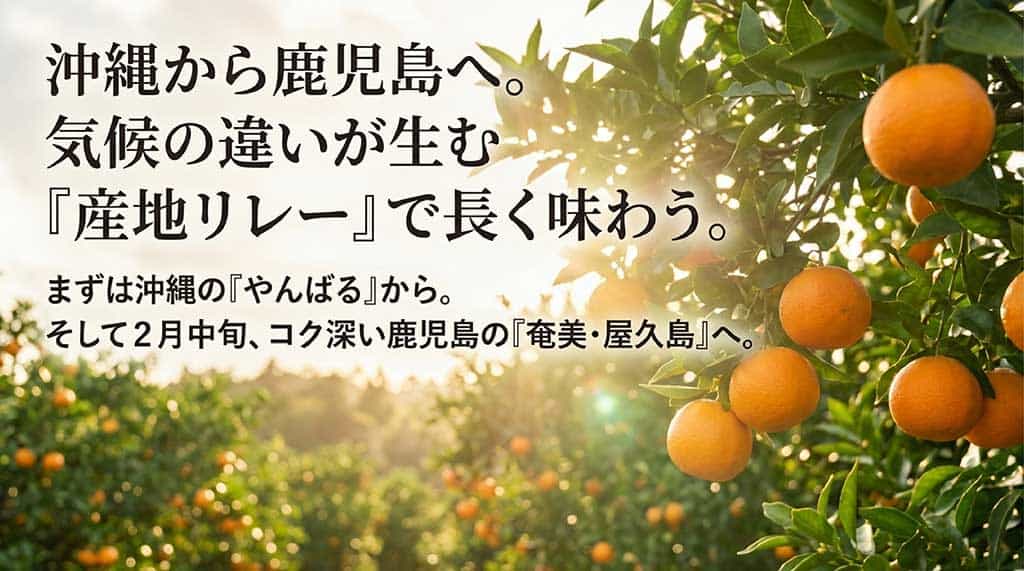 沖縄(やんばる)から鹿児島の(奄美・屋久島)へ続く産地リレーの解説