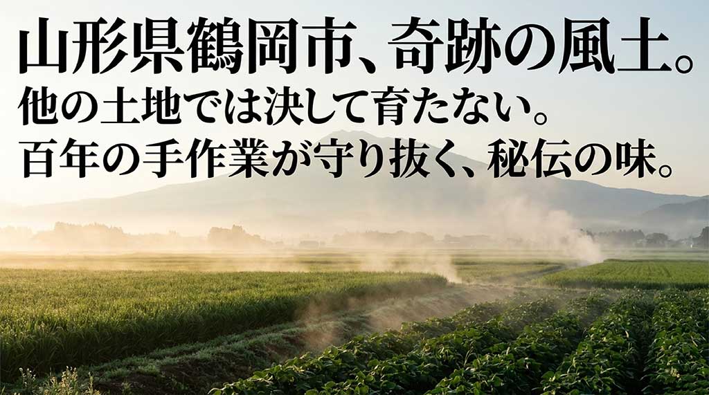 山形県鶴岡市の特別な風土と100年守られた手作業による栽培を説明したスライド画像